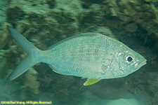 mojarra